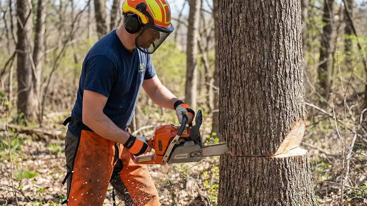 How to Cut down a Tree With a Chainsaw: Safe & Easy Steps