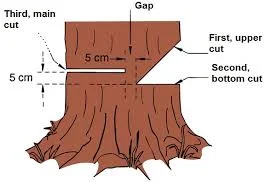 How to Cut down a Tree With a Chainsaw: Safe & Easy Steps