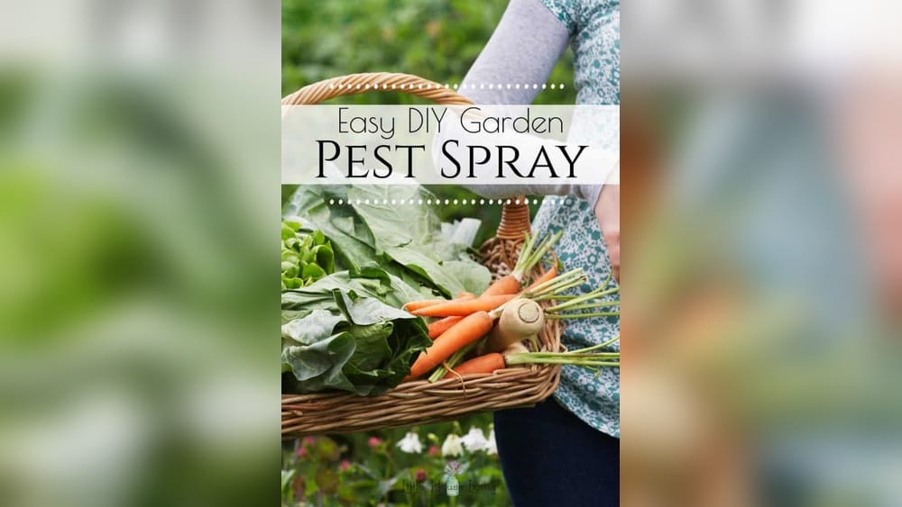 What to Spray on Vegetable Garden for Bugs: Effective Natural Solutions
