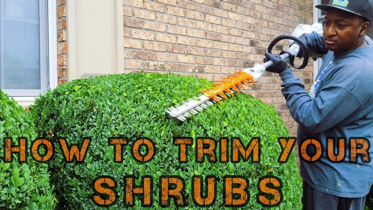 How to Use a Hedge Trimmer: Expert Tips for Perfect Hedges